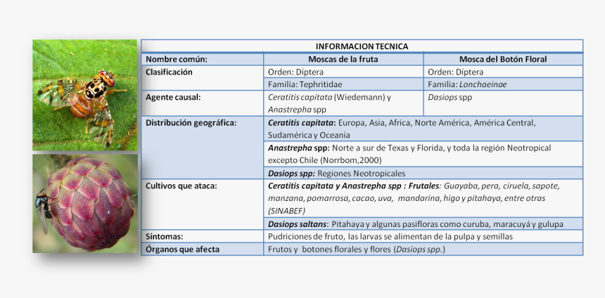 Control Quimico Mosca De La Fruta, HD Png Download