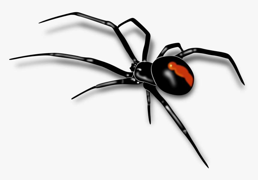 Download Spider Png - Black Widow Spider Png, Transparent Png