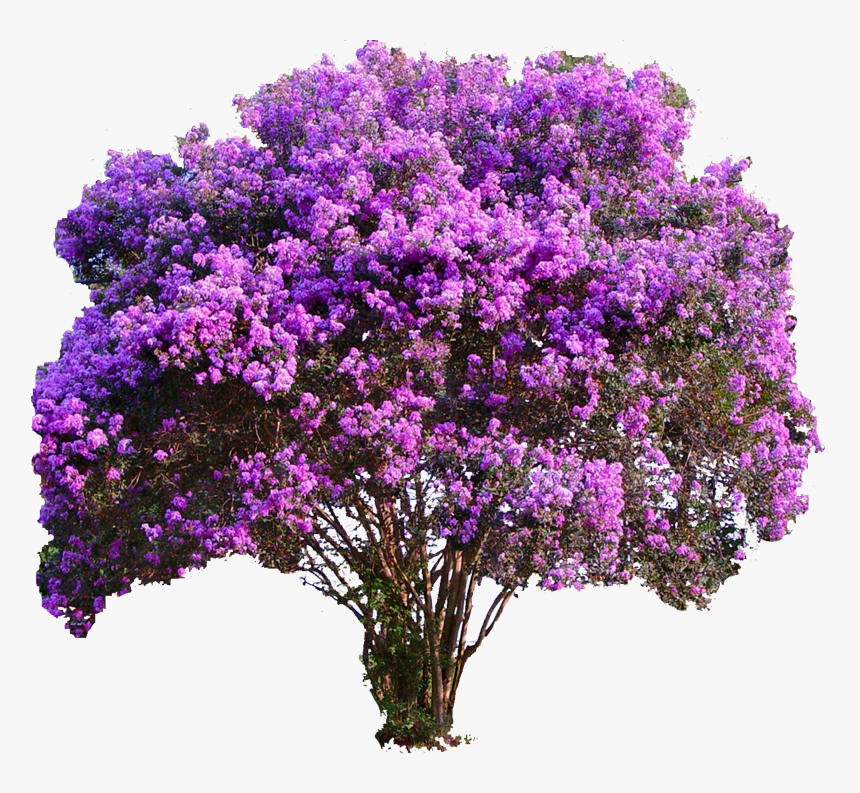 Transparent Colorful Tree Png - Purple Crepe Myrtle, Png Download