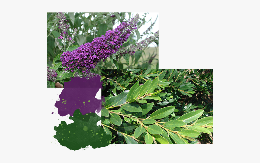 Buddleia, HD Png Download