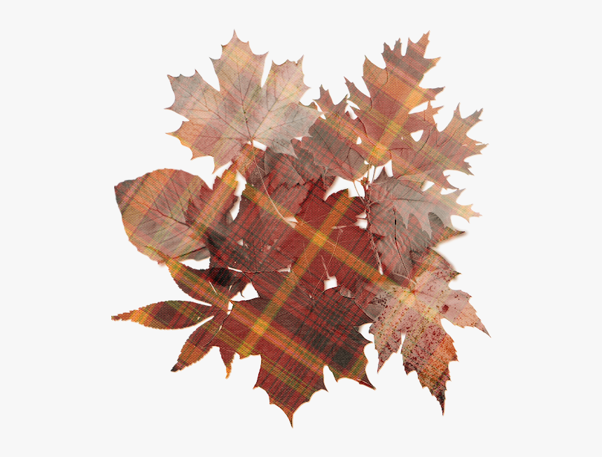 Oak Tree Leaf , Png Download - Transparent Background Maple Leaf Png, Png Download