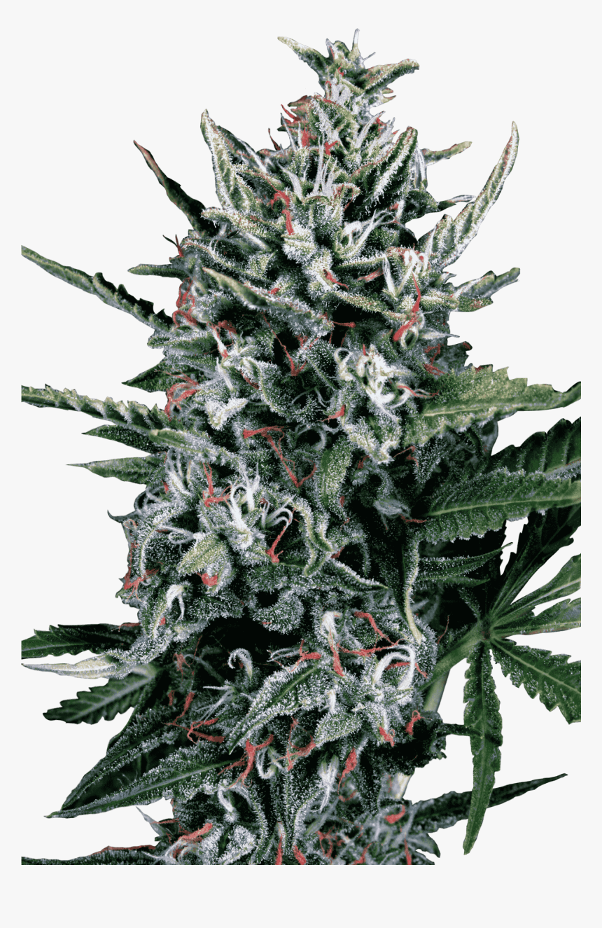 Konopná Odrůda Auto Silver Bullet Od Ministry Of Cannabis - Auto Silver Bullet Ministry Of Cannabis, HD Png Download