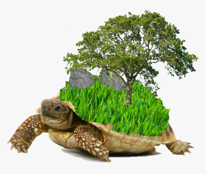 Hermann's Tortoise White Background, HD Png Download