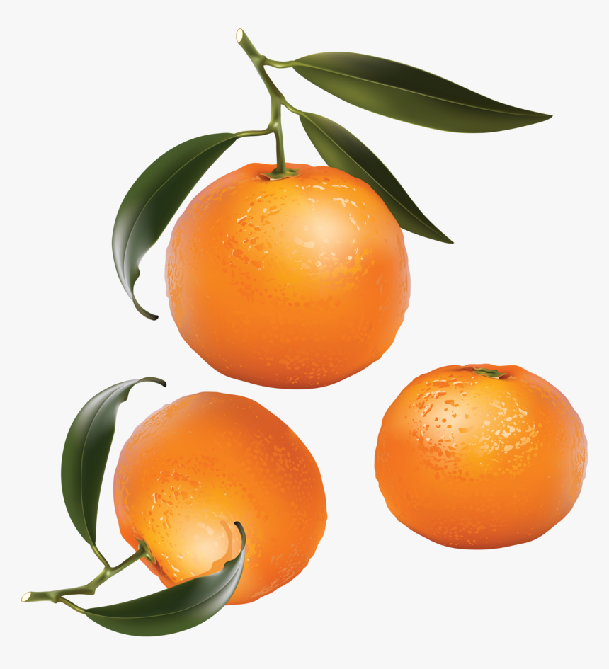 Mandarin Png, Download Png Image With Transparent Background, - Orange Fruits Clip Art, Png Download