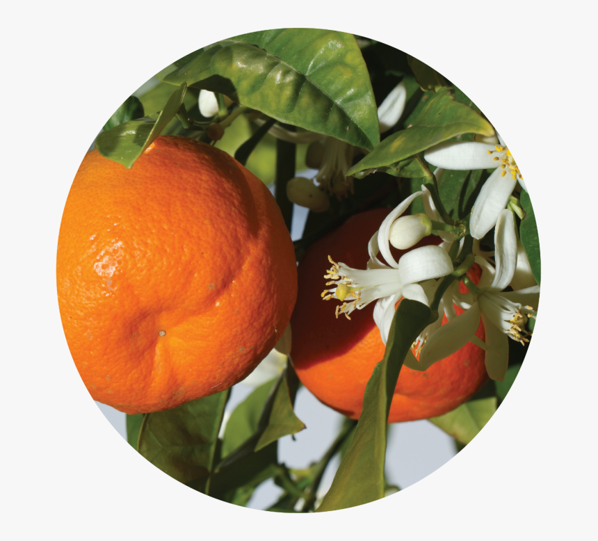 Flor De Mandarina, HD Png Download