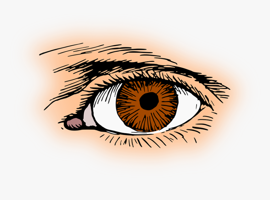 Brown, Eye, Eyelash, Optic, Optical, Organ, Vision, HD Png Download