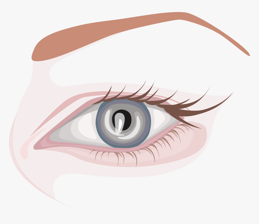 Eyebrow Vector Simple - Close-up, HD Png Download