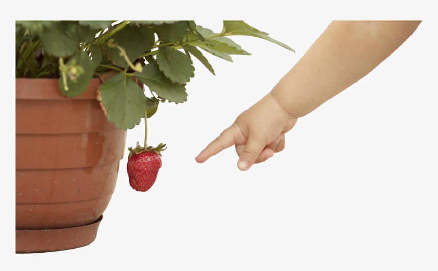 Strawberry Plant Png - Hand Baby Png, Transparent Png