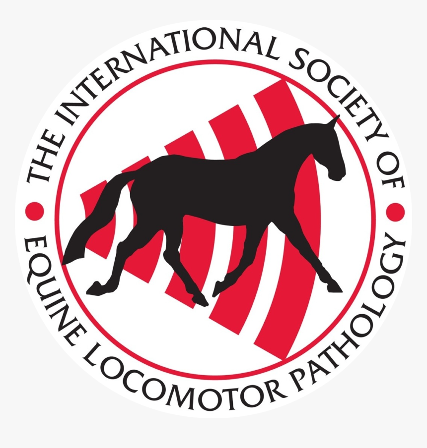 Clinical Experiences With Radial Shock Wave Therapy - Iselp Logo, HD Png Download