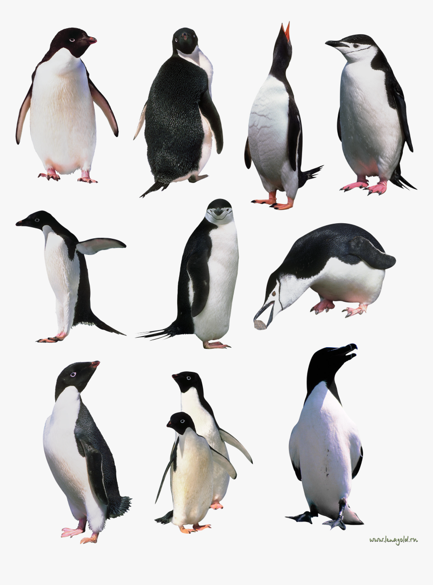 Penguins Png Image - Penguin, Transparent Png