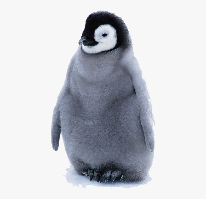 Practically Impossible To Look At A Penguin, HD Png Download