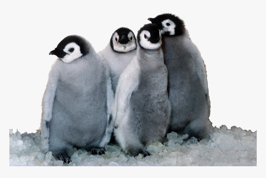 Florida Sea World Animals, HD Png Download