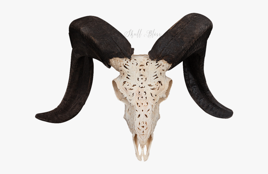 Carved Ram Skull - Ram Skull Png Transparent, Png Download