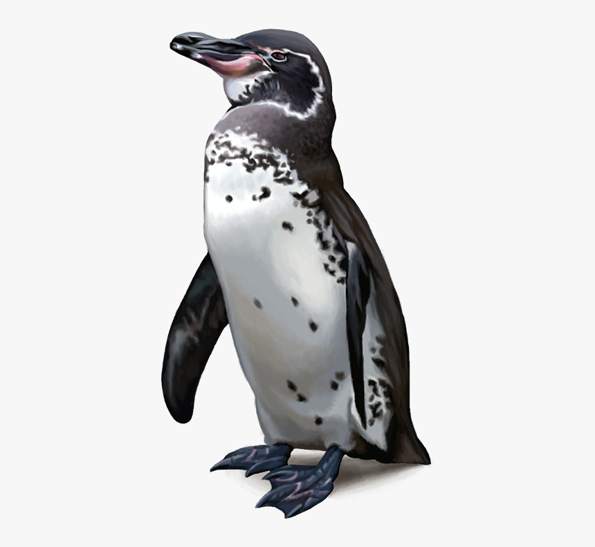 Emperor Penguin, HD Png Download