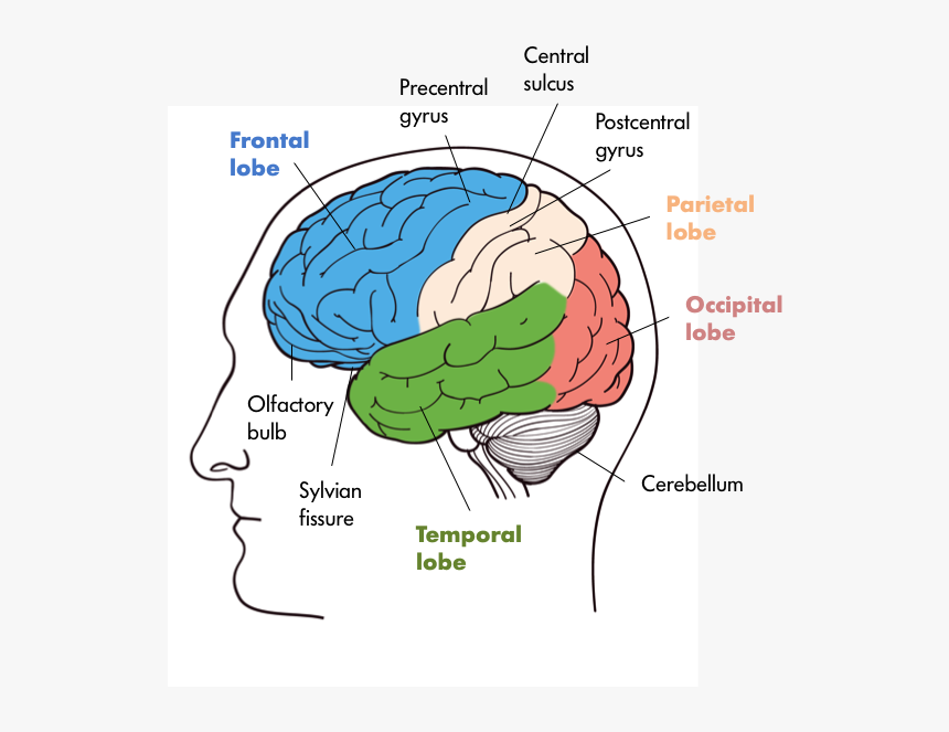 The Brains Of Various Animals Mouse, Cat, Dog, Rhesus, HD Png Download