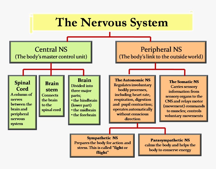 Nervous System Png, Transparent Png