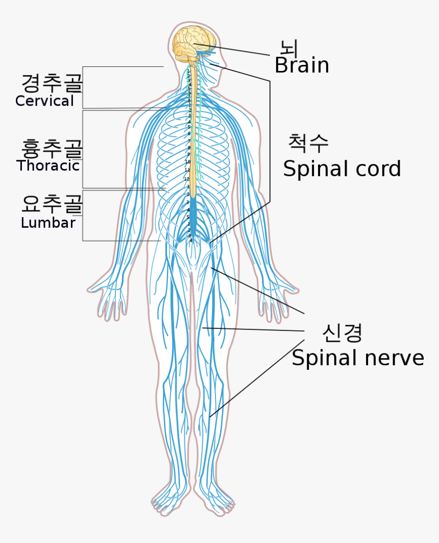 Nervous System Png, Transparent Png