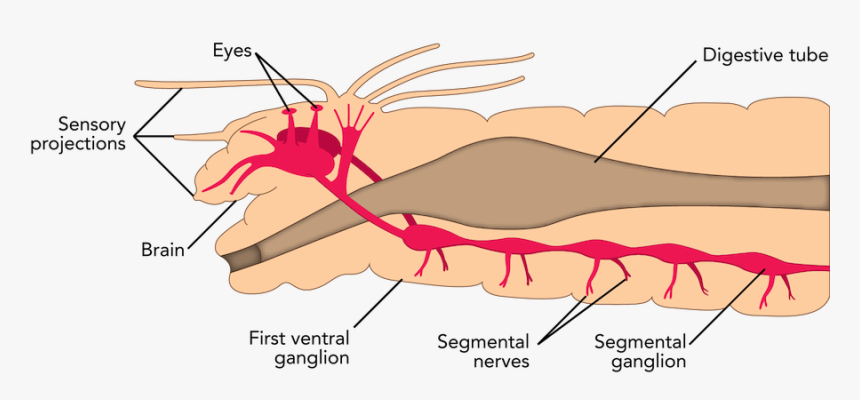 Fig Nervoussystempolychaete Png Strong, Transparent Png
