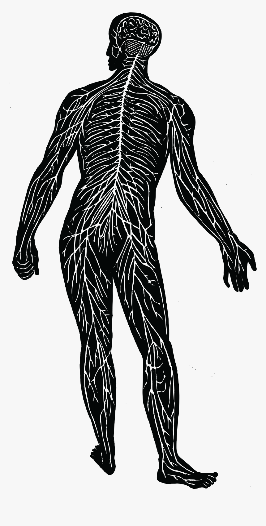 Transparent Nerves Clipart, HD Png Download