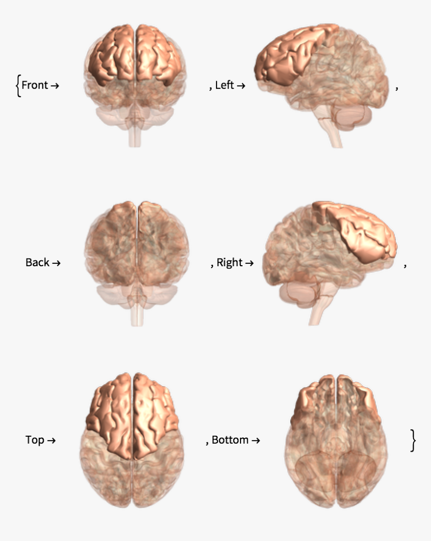 Nervous System Png, Transparent Png