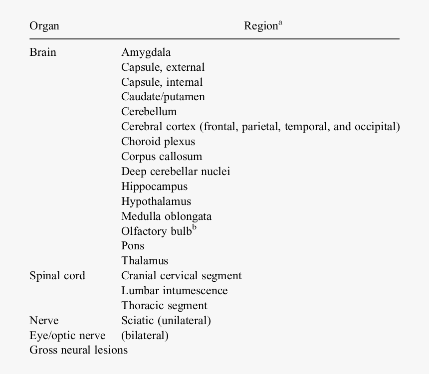 Nervous System Png, Transparent Png