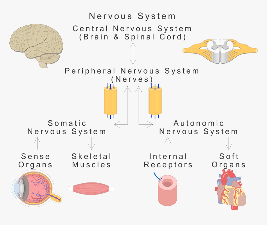 An Image Showing The Basic Types Of The Nervous System, HD Png Download