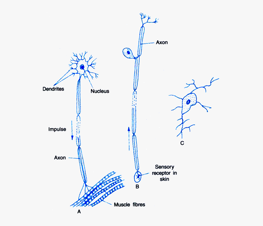 Nervous System Png, Transparent Png