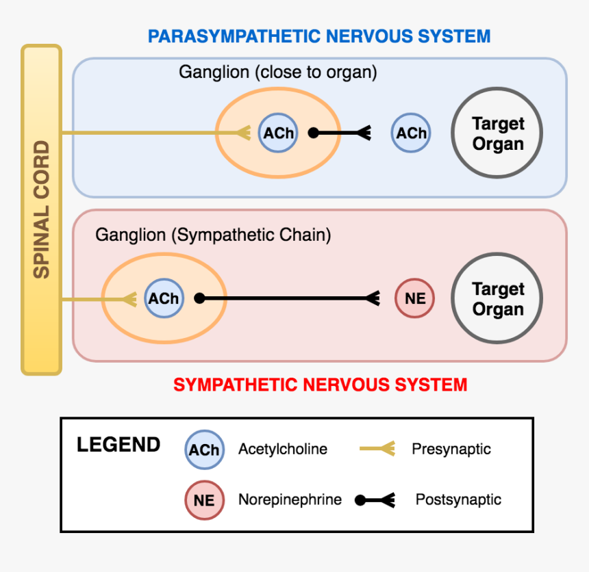 The Innervation Of The Sympathetic And Parasympathetic, HD Png Download