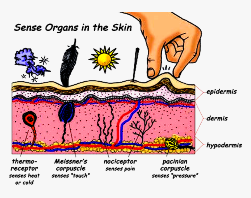 Transparent Nervous System Clipart, HD Png Download
