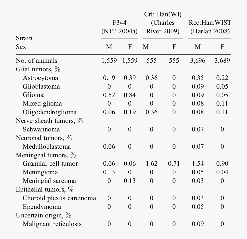 Nervous System Png, Transparent Png