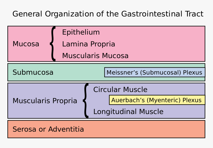 Nervous System Png, Transparent Png