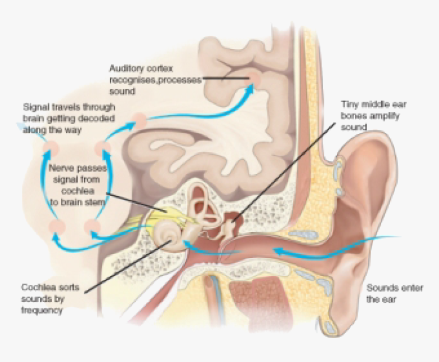 Nervous System Png, Transparent Png