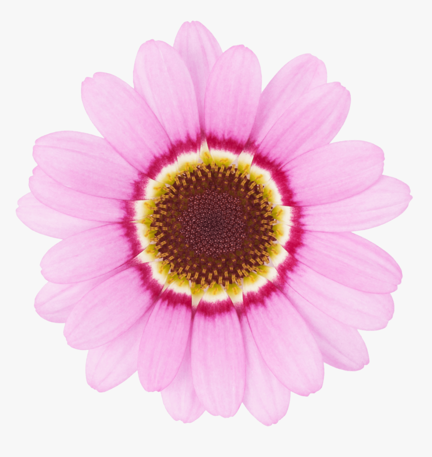 pic Transparent Background Pink Daisy Clipart transparent pink daisy png png