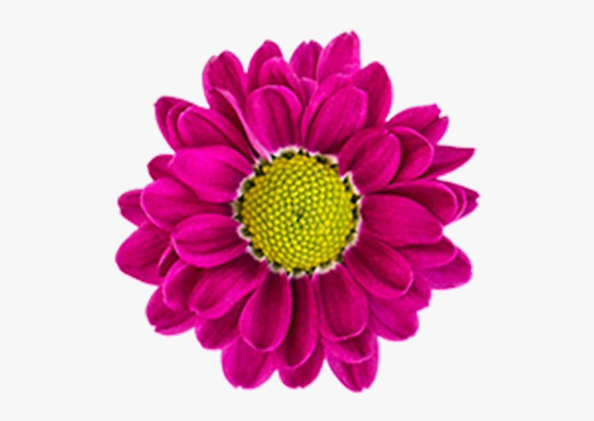 Click To Enlarge Image Caddy2, HD Png Download