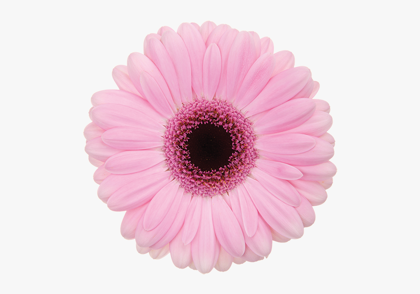 Florist Holland Gerbera Specialist, HD Png Download