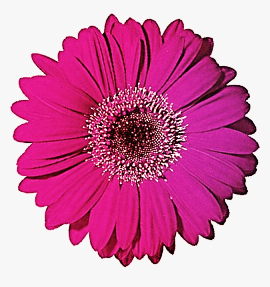 Gerbera Clipart Gerbera Daisy, HD Png Download