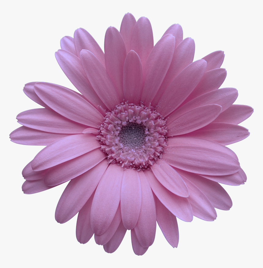 Collection Of Free Daisy Vector Barberton, HD Png Download