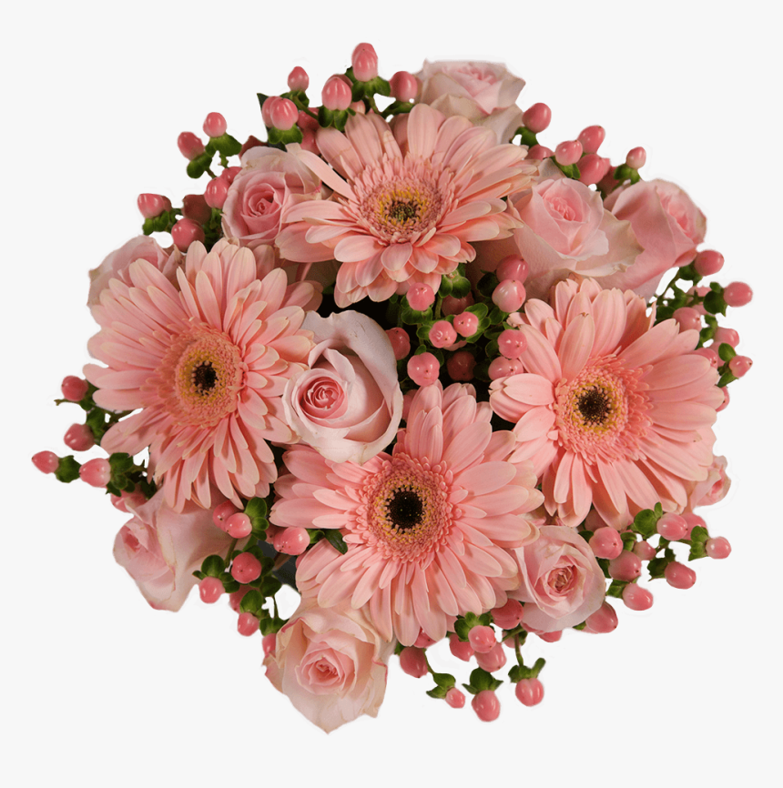 Barberton Daisy, HD Png Download