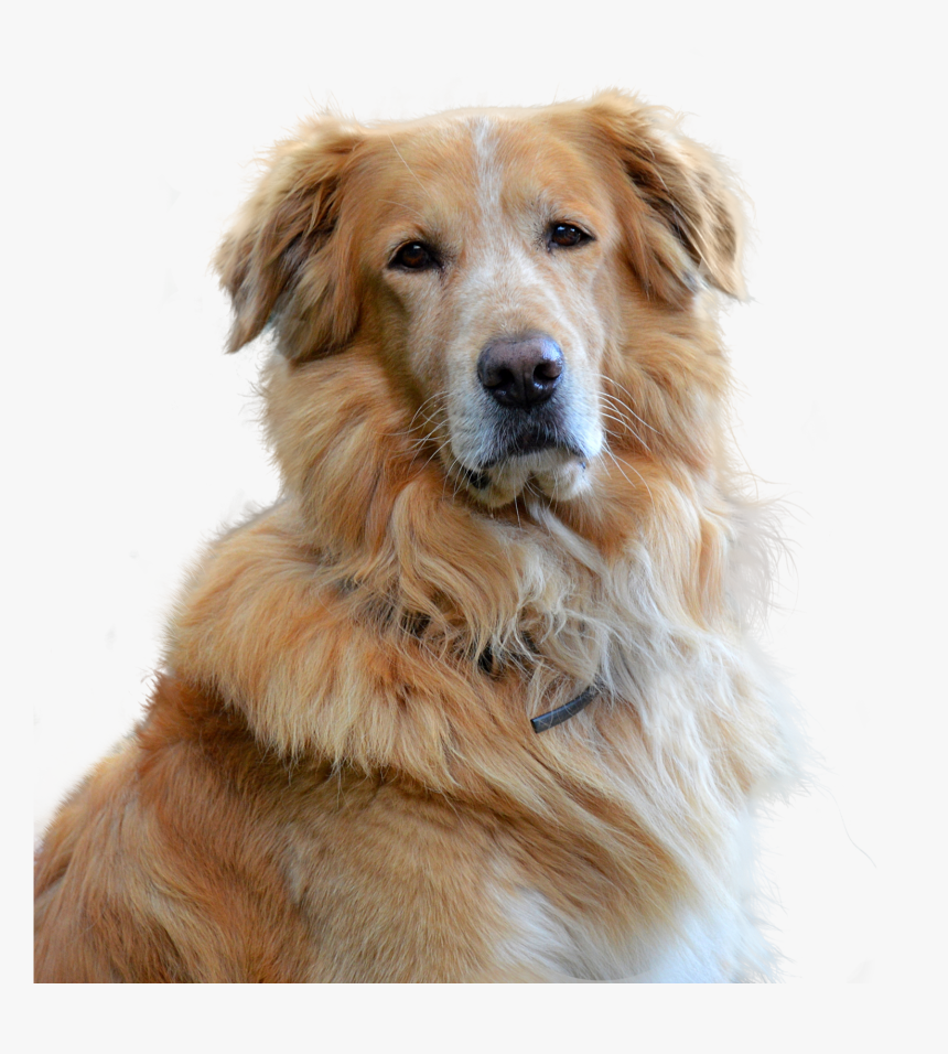 Embark Guide To Golden Retrievers, HD Png Download
