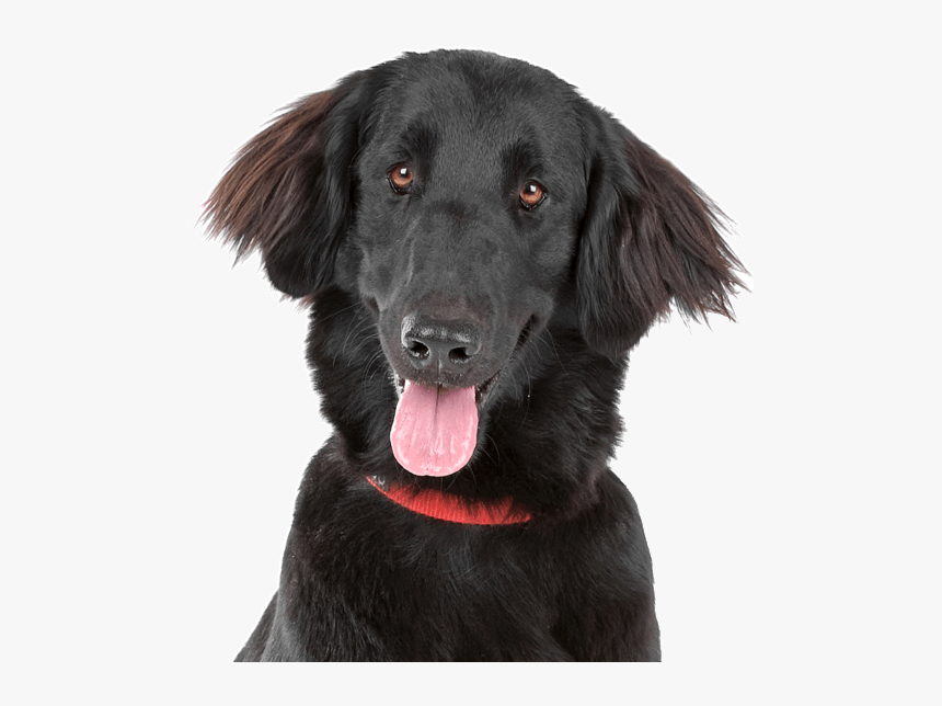 Golden Retriever Puppy Png, Transparent Png