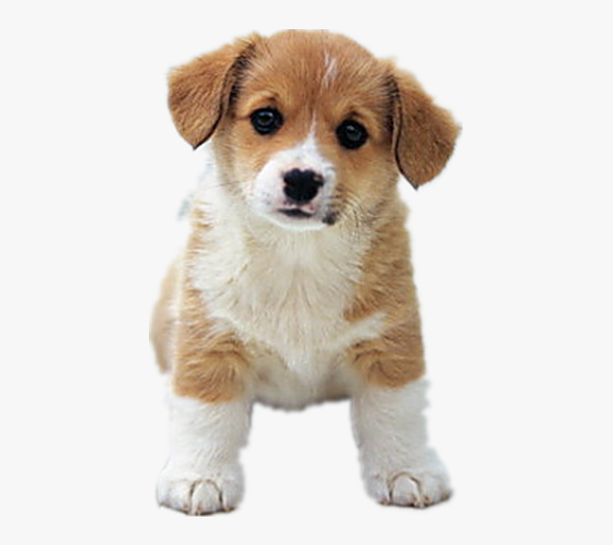 Clip Art Beagle Dalmatian Dog Siberian, HD Png Download