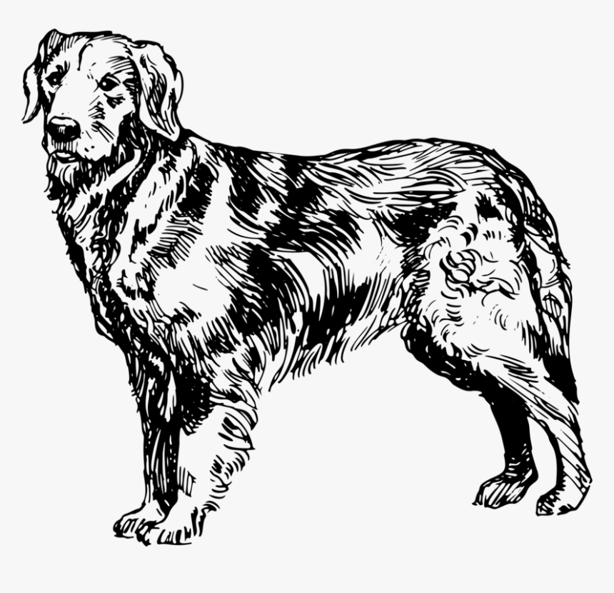 Ancient Dog Breeds,line Art,carnivore, HD Png Download
