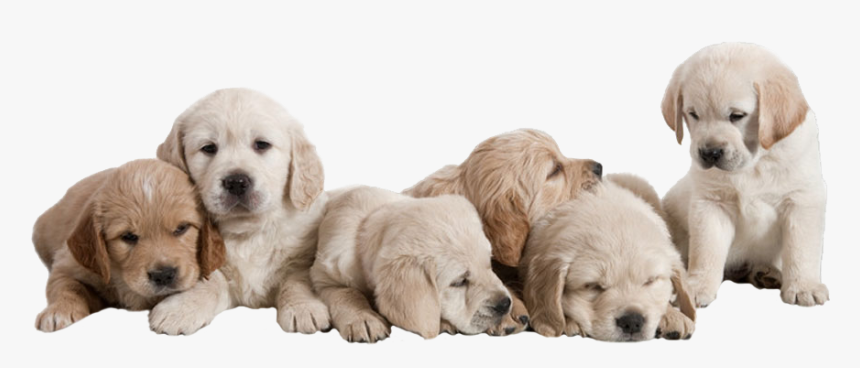 Dogs Health, HD Png Download