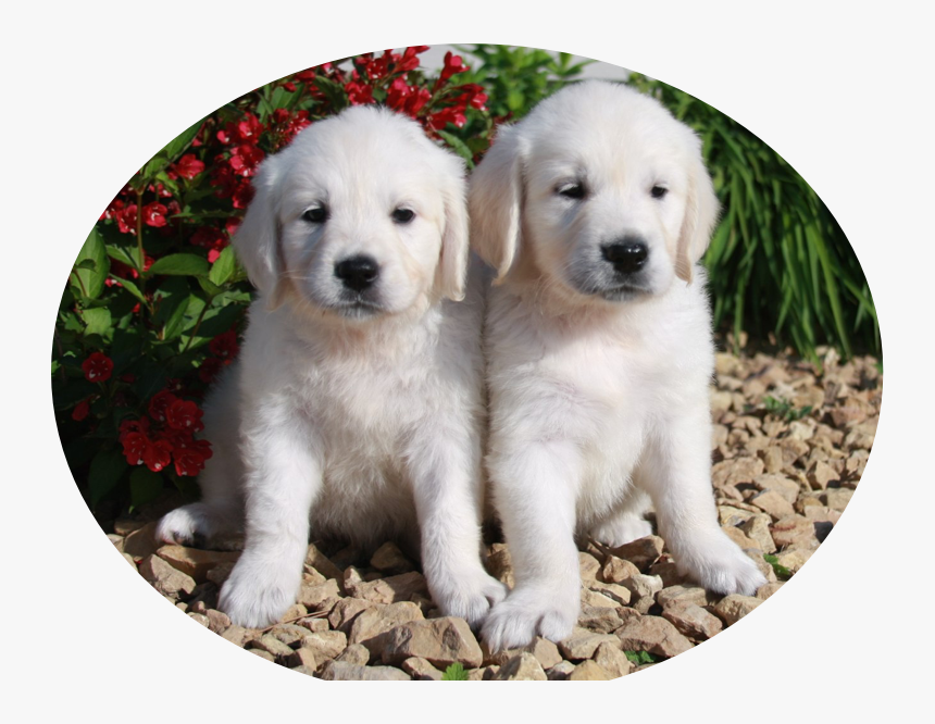 Golden Retriever, HD Png Download