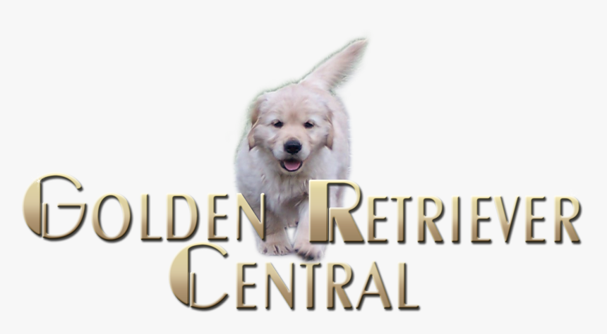 Golden Retriever Puppy Png, Transparent Png