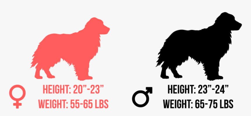 Golden Retriever Puppy Png, Transparent Png