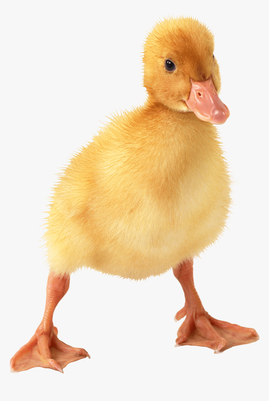 Duckling Png, Transparent Png