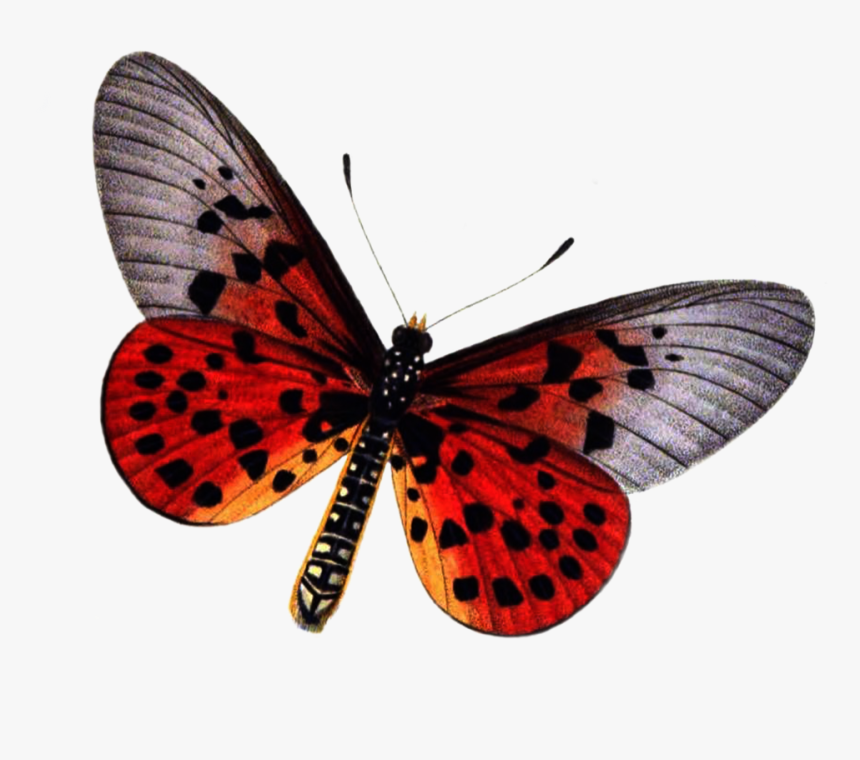 Red Butterfly Png Photo, Transparent Png