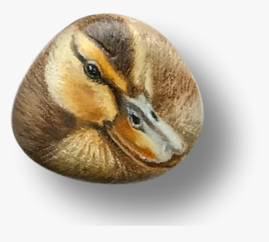 Duckling Png, Transparent Png