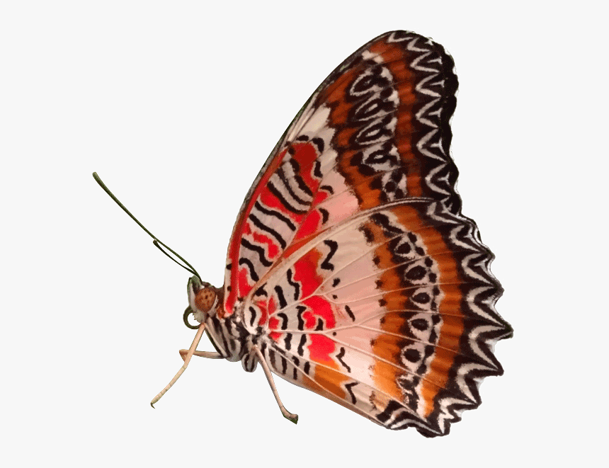 Red Butterfly Png, Transparent Png